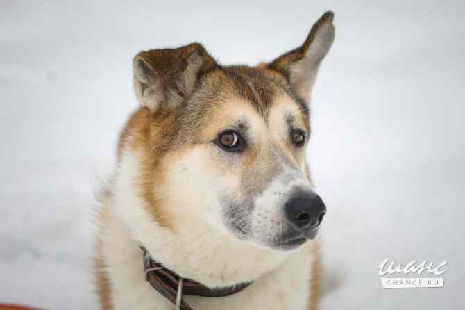 Борей ищет дом Санкт-Петербург - изображение 4