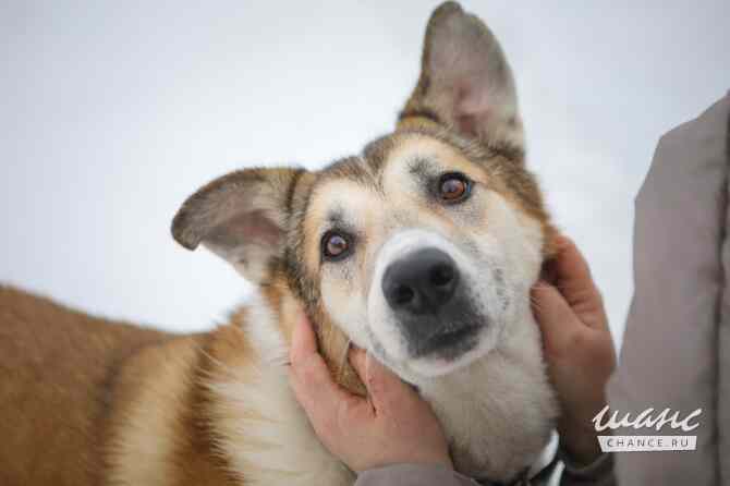 Борей ищет дом Санкт-Петербург - изображение 6