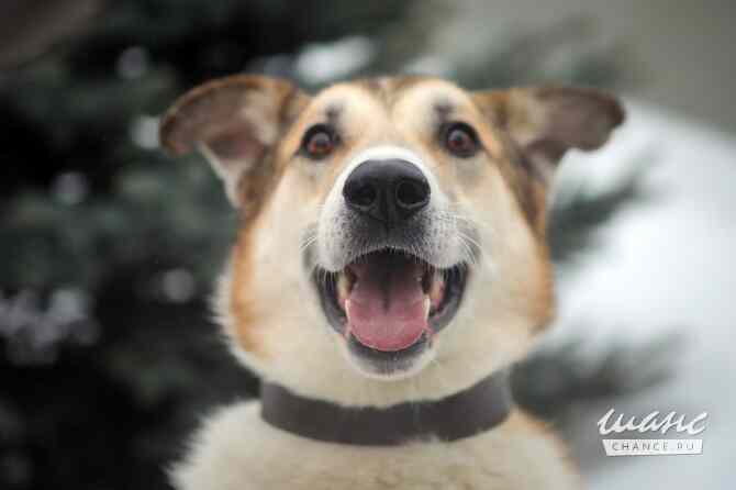 Борей ищет дом Санкт-Петербург - изображение 1