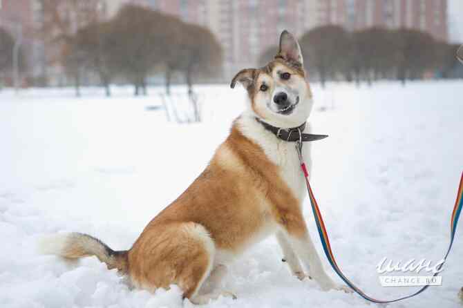 Борей ищет дом Санкт-Петербург - изображение 2