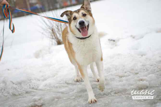 Борей ищет дом Санкт-Петербург - изображение 5
