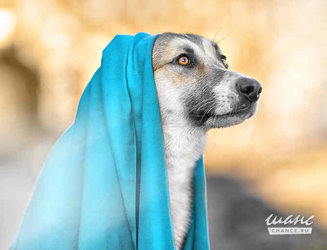 Борей ищет дом Санкт-Петербург - изображение 7