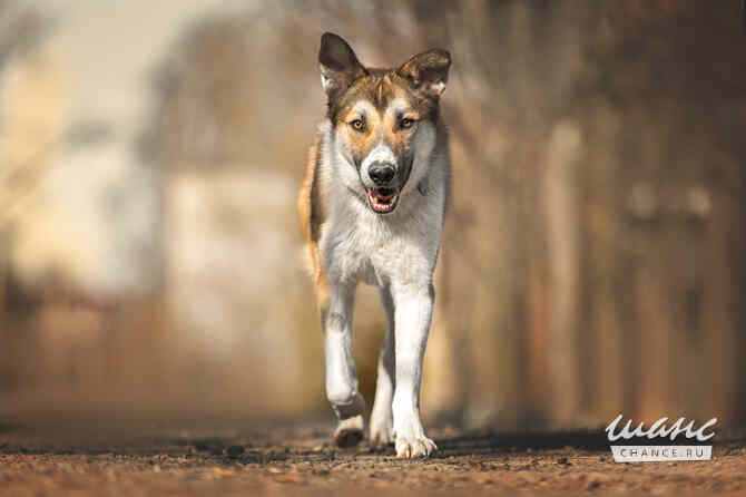 Борей ищет дом Санкт-Петербург - изображение 8