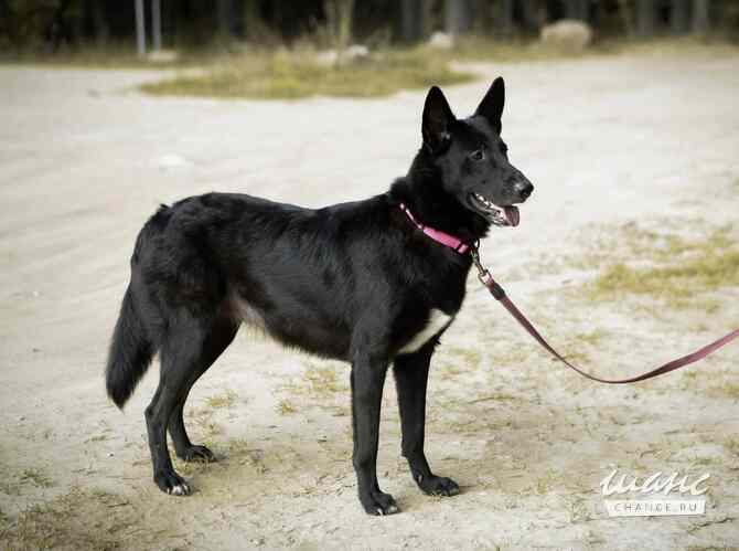 Рия ищет дом Санкт-Петербург - изображение 7