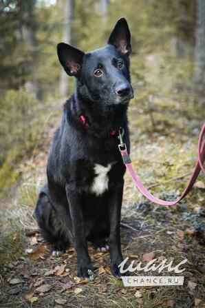 Рия ищет дом Санкт-Петербург - изображение 5