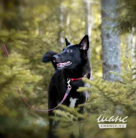 Рия ищет дом Санкт-Петербург - изображение 9