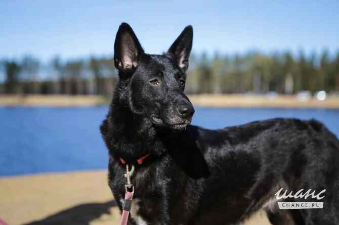 Рия ищет дом Санкт-Петербург - изображение 4