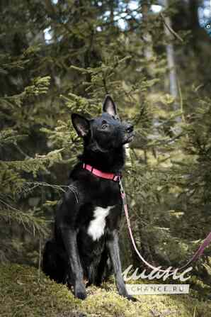 Рия ищет дом Санкт-Петербург - изображение 6