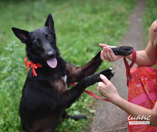 Рия ищет дом Санкт-Петербург - изображение 2