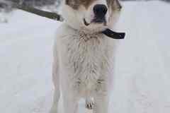 Белый ищет дом