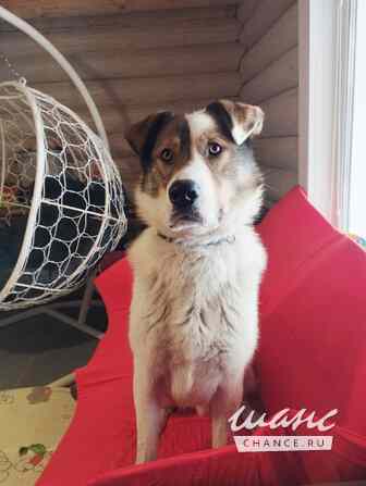 Белый ищет дом Санкт-Петербург - изображение 4