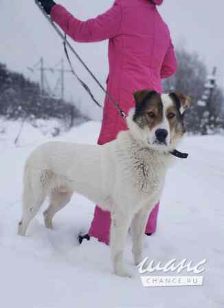 Белый ищет дом Санкт-Петербург - изображение 2