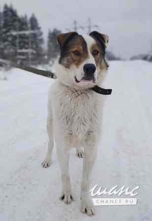 Белый ищет дом Санкт-Петербург - изображение 1