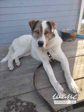 Белый ищет дом Санкт-Петербург - изображение 7