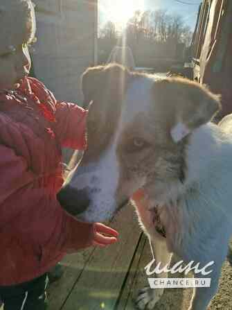 Белый ищет дом Санкт-Петербург - изображение 8