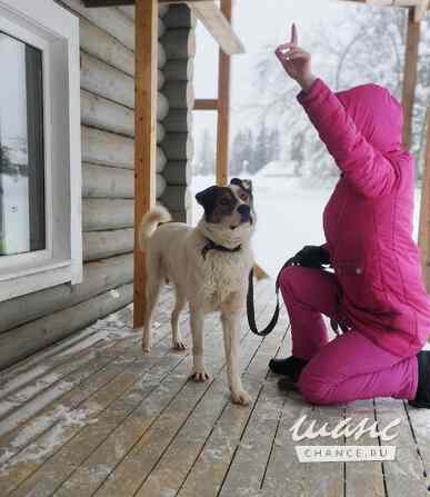 Белый ищет дом Санкт-Петербург - изображение 3