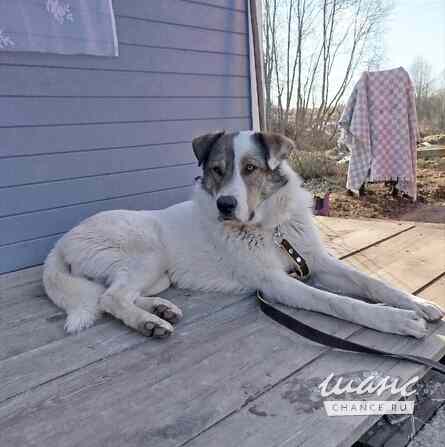 Белый ищет дом Санкт-Петербург - изображение 5