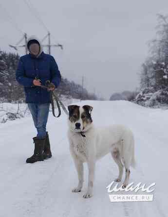 Белый ищет дом Санкт-Петербург - изображение 6