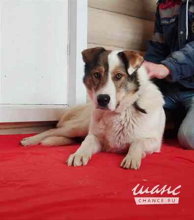 Белый ищет дом Санкт-Петербург - изображение 9