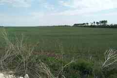 Земельный участок 100 соток, Светлодольская улица