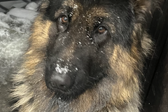 Отдам немецкую овчарку