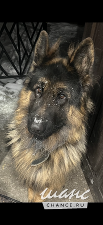 Отдам немецкую овчарку Калининград - изображение 1