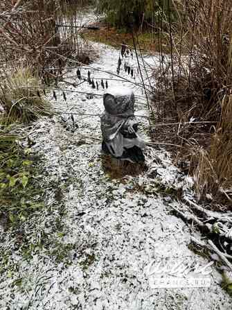 Продам земельный участок 6 соток, садоводство, Санкт-Петербург Санкт-Петербург - изображение 4