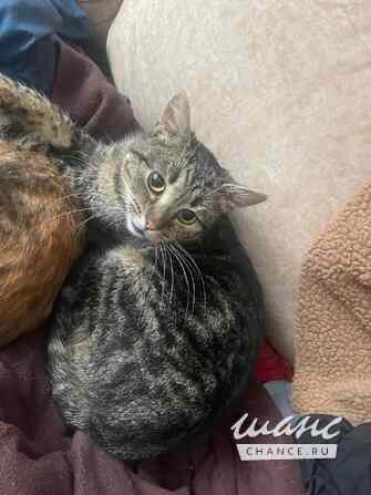Кот-подросток Джо ищет дом Москва - изображение 1