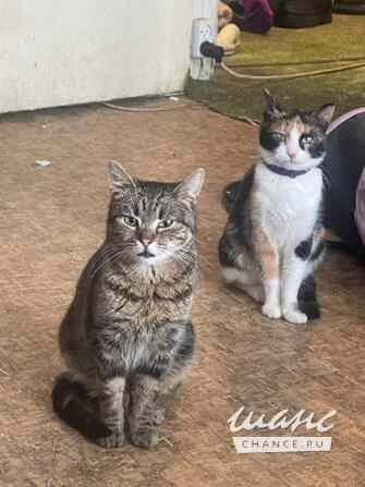 Кот-подросток Джо ищет дом Москва - изображение 3