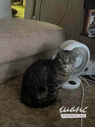 Кот-подросток Джо ищет дом Москва - изображение 2