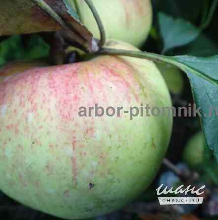 Саженцы яблони из питомника, с доставкой и посадкой по низкой цене Москва - изображение 4