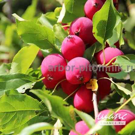 Саженцы яблони из питомника, с доставкой и посадкой по низкой цене Москва - изображение 10