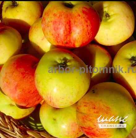 Саженцы яблони из питомника, с доставкой и посадкой по низкой цене Москва - изображение 7