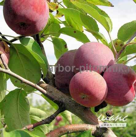 Саженцы яблони из питомника, с доставкой и посадкой по низкой цене Москва - изображение 9