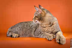 Пиксибоб кошка рысь