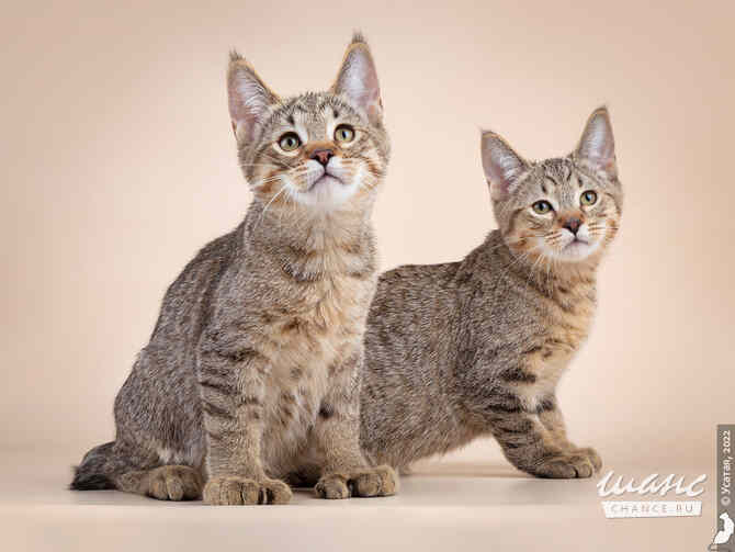 Пиксибоб кошка рысь Москва - изображение 4