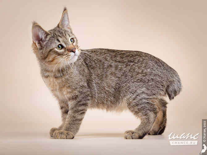 Пиксибоб кошка рысь Москва - изображение 3