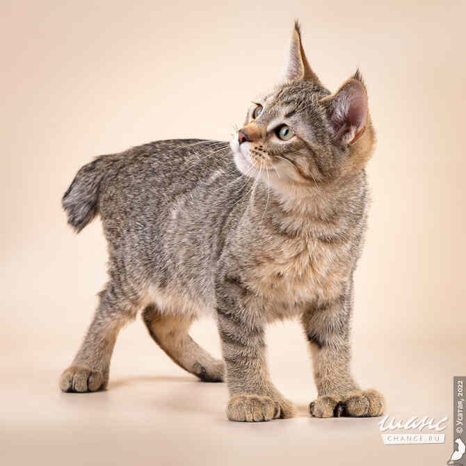 Пиксибоб кошка рысь Москва - изображение 2