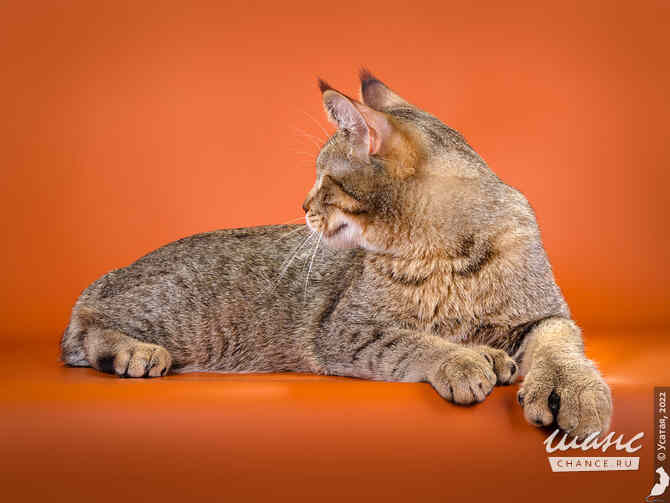 Пиксибоб кошка рысь Москва - изображение 1