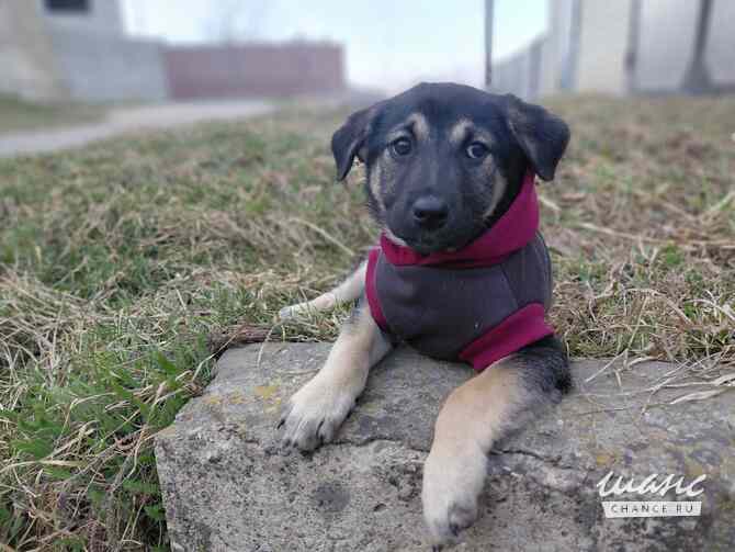 Маленькая крошка с большой любовью к игрушкам Санкт-Петербург - изображение 8