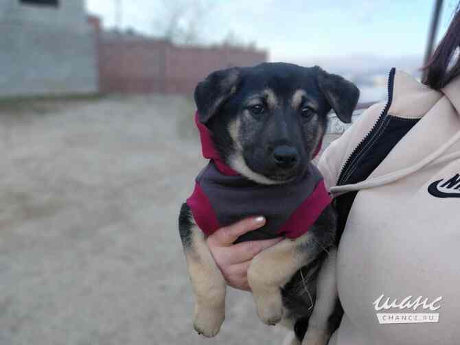 Маленькая крошка с большой любовью к игрушкам Санкт-Петербург - изображение 9