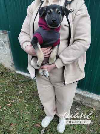 Маленькая крошка с большой любовью к игрушкам Санкт-Петербург - изображение 7