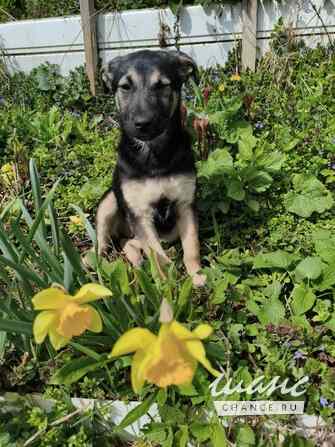 Маленькая крошка с большой любовью к игрушкам Санкт-Петербург - изображение 6