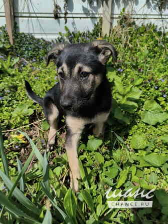 Маленькая крошка с большой любовью к игрушкам Санкт-Петербург - изображение 4