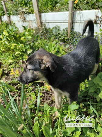 Маленькая крошка с большой любовью к игрушкам Санкт-Петербург - изображение 2