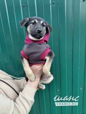 Маленькая крошка с большой любовью к игрушкам Санкт-Петербург - изображение 10