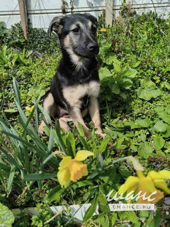 Маленькая крошка с большой любовью к игрушкам Санкт-Петербург - изображение 1
