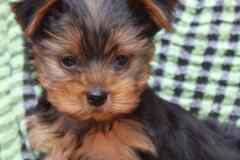 Йоркширский терьер мини