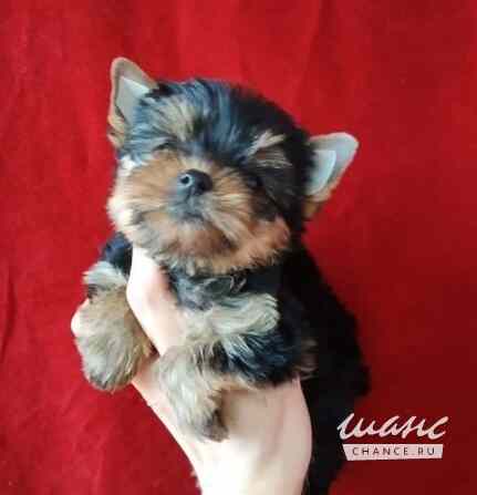 Йоркширский терьер мини Красноярск - изображение 4