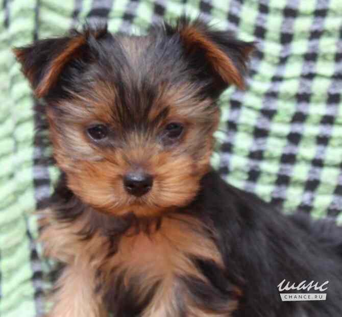 Йоркширский терьер мини Красноярск - изображение 1